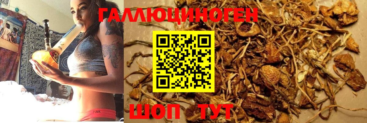 Галлюциногенные грибы Psilocybe Изобильный